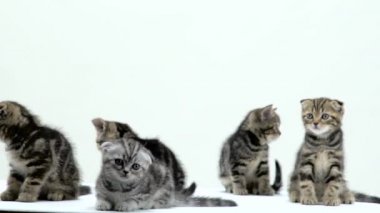 Güzel İskoç fold ve beyaz bir stüdyoda düz yavru kedi. Beyaz arka plan. Ağır çekim