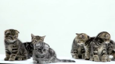 Güzel İskoç fold ve beyaz bir stüdyoda düz yavru kedi. Beyaz arka plan. Ağır çekim