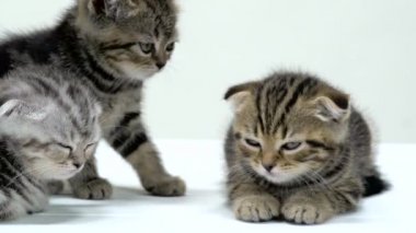 Yavru kedi İskoç etraflarında çalıştıran tek başına uyuyor. Beyaz arka plan. Ağır çekim