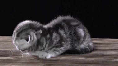 Katlanmış küçük yavru kedi İskoç fold yatıyor ve onun pençeleri yalıyor. Siyah arka plan. Ağır çekim