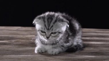 Küçük yavru kedi İskoç fold odasında uyuyor. Siyah arka plan. Ağır çekim