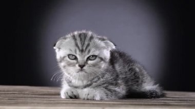 Yavru kedi İskoç fold odasında uyuyor. Siyah arka plan. Ağır çekim