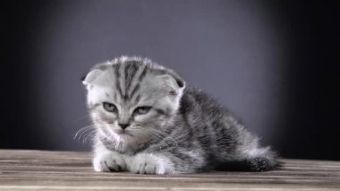 Yavru kedi İskoç fold yatıyor ve onun pençeleri yalıyor. Siyah arka plan. Ağır çekim