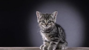 Yavru kedi İskoç düz oturur ve bir şey izliyor. Siyah arka plan. Ağır çekim