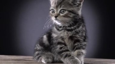 İri gözlü yavru kedi oturur ve bir şey izliyor. Siyah arka plan. Ağır çekim