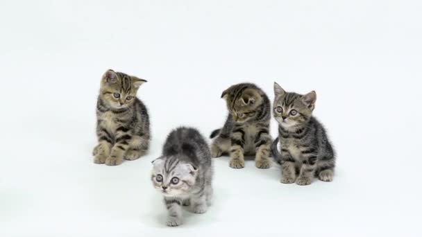 Pequeños gatitos escoceses miran hacia arriba y caminan por el suelo. Fondo blanco. Movimiento lento — Vídeo de stock