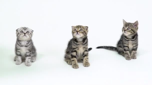 Três gatinhos olham para cima em um estúdio branco. Fundo branco. Movimento lento — Vídeo de Stock