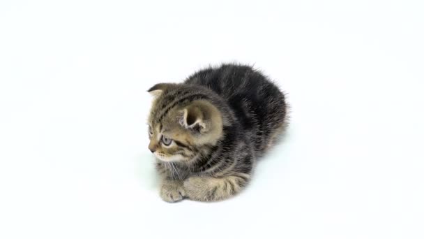 Striped kitten crawls on the floor. White background. Slow motion — Stock Video