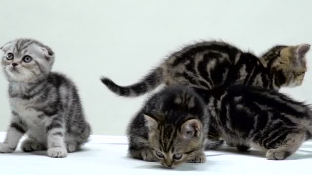 Koťata sedět a čichat podlahu. Bílé pozadí. Zpomalený pohyb — Stock video