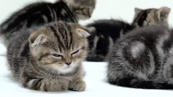 Los gatitos escoceses cansados se acuestan a dormir. Fondo blanco. Movimiento lento — Vídeo de stock