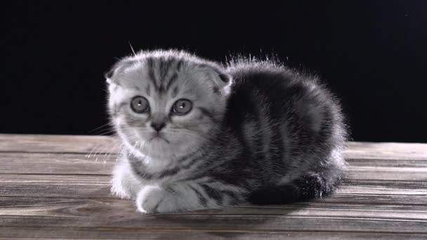 ストライプ子猫スコティッシュ ・ フォールドを床にクロールします。黒の背景。スローモーション — ストック動画