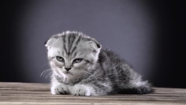 Kattunge scottish fold ligger och slickar sina tassar. Svart bakgrund. Slow motion — Stockvideo