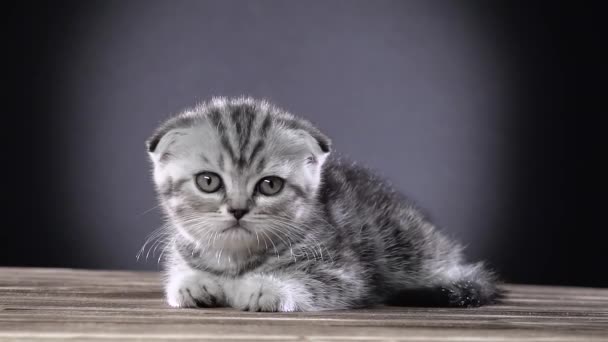 Striped kitten scottish fold crawls on the floor . Black background. Slow motion — Stock Video