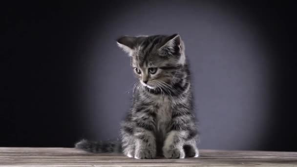 Small striped scottish straight kitten sits on a wooden floor . Black background. Slow motion — Stock Video