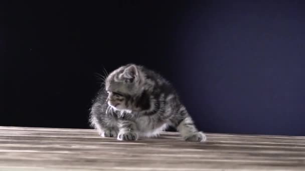 Randig kattunge skotska raka meows. Svart bakgrund. Slow motion — Stockvideo