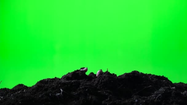 Zombie woman hand emerging from the ground grave. Halloween concept. Green screen. 004 — Stock Video