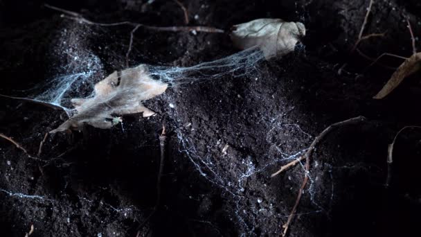 Foglie di terreno e ragnatele nella foresta notturna. Halloween sfondo — Video Stock