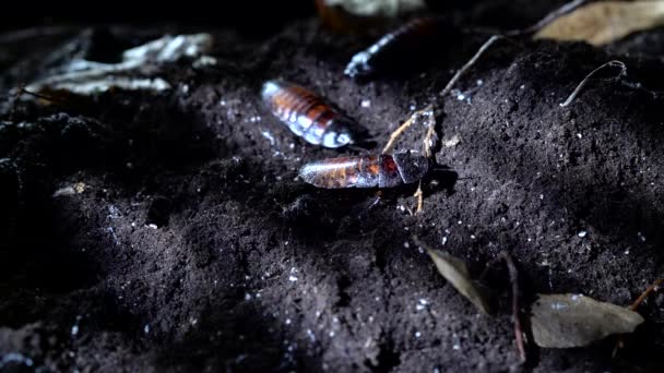 Madagaskar Sissende kakkerlak in het forest van de nacht. Halloween achtergrond — Stockvideo