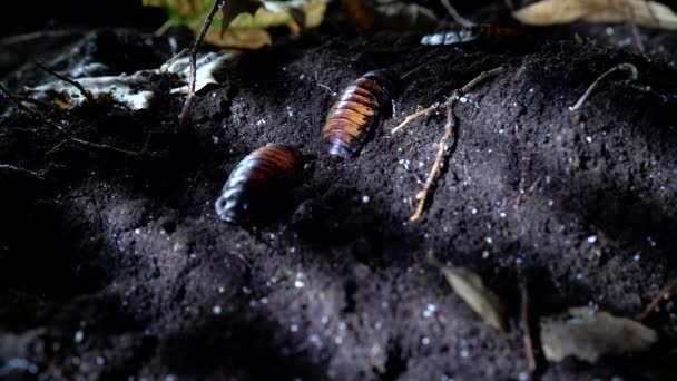 Halloween concept. Madagascar hissing cockroach in the night forest. — Stock Video