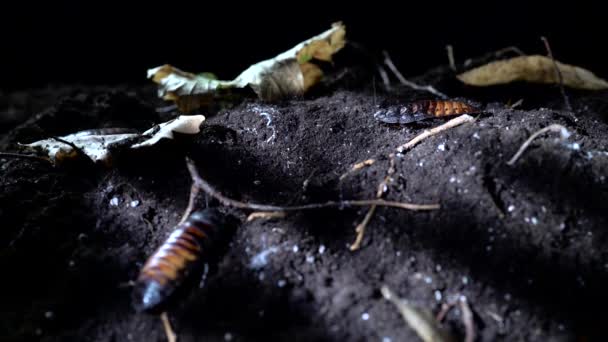 Concepto de Halloween. Madagascar silbando cucaracha en el bosque nocturno . — Vídeo de stock