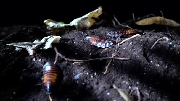 Madagascar Cucarachas arrastrándose por el suelo en el bosque nocturno . — Vídeo de stock