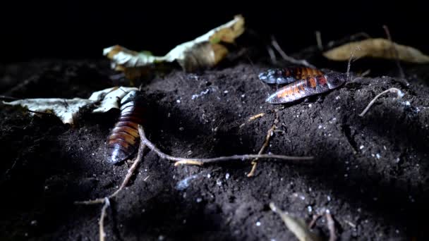 Мадагаскарские тараканы ползают по земле в ночном лесу . — стоковое видео