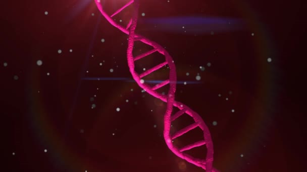 Digital holographic red dna. Red background — Stock Video