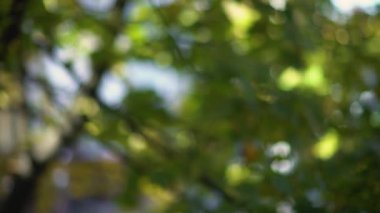 Yaprakları bir güneş ile rüzgarda sallanan defocusing