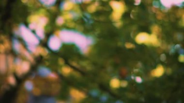 Yaprakları bir parlak yaz güneşli yeşil arka plana sahip odak dışı rüzgarda sallanan