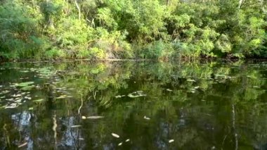Nehir düşen yapraklar ve nilüferler. Ağır çekim