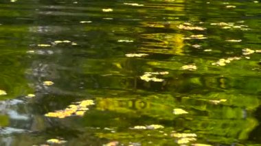 Nehir düşen yapraklar ile. Ağır çekim