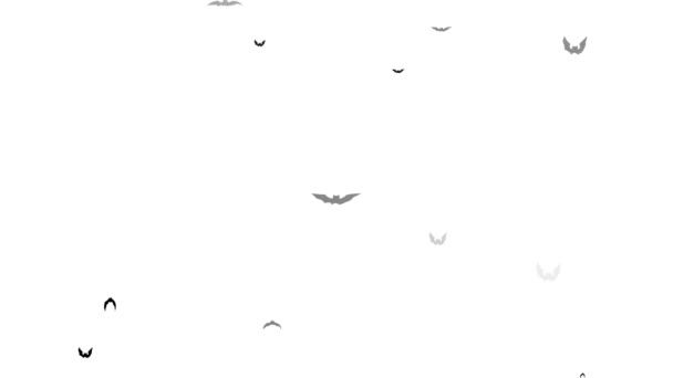 Murciélagos voladores aislados sobre fondo blanco — Vídeo de stock