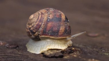 Tahta bir yüzeyde sürünen bahçe salyangozu. Kapat.