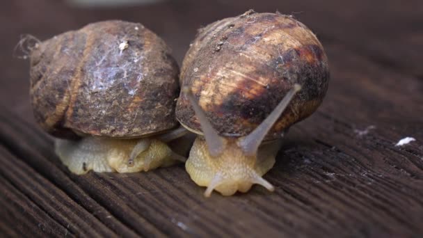 两个大花园蜗牛爬行。特写 — 图库视频影像