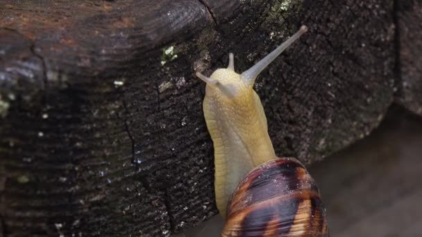 Caracol arrastrándose por una tabla de madera. De cerca. — Vídeo de stock