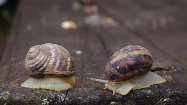 Un couple d'escargots rampant — Video