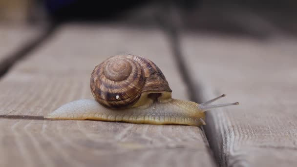 Un escargot sur une surface en bois — Video