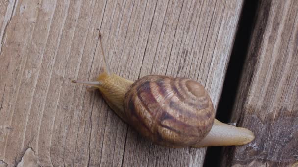蜗牛在木板上爬行, 留下粘液。从上面看 — 图库视频影像