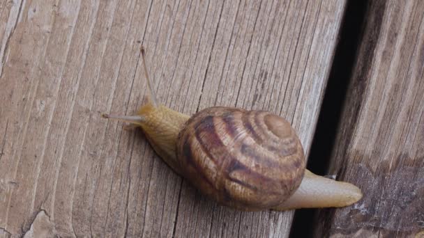 Snail crawling on planks leaving slime behind. view from above — Stock Footage Snail crawling on planks leaving slime behind. view from above Royalty Free Stock Video