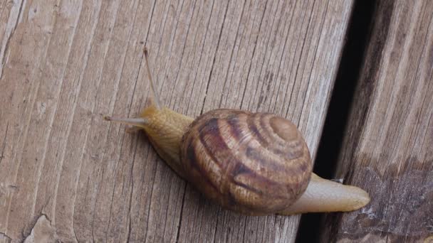 Caracol arrastrándose sobre tablones dejando limo detrás. vista desde arriba — Vídeos de Stock