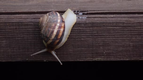 Caracol rastejando por uma tábua de madeira — Vídeo de Stock