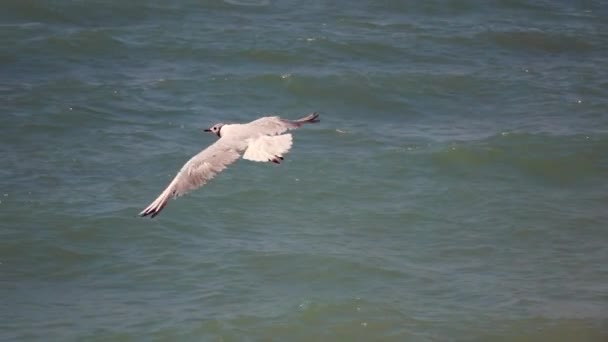 Slow motion one gull on water surface — Stock Video