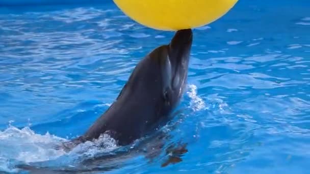 Delphin spielt mit gelbem Ball. Zeitlupe — Stockvideo