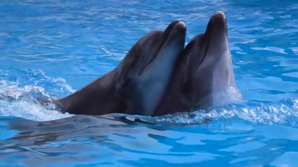 Casais de golfinhos nadando em água azul. Movimento lento — Vídeo de Stock