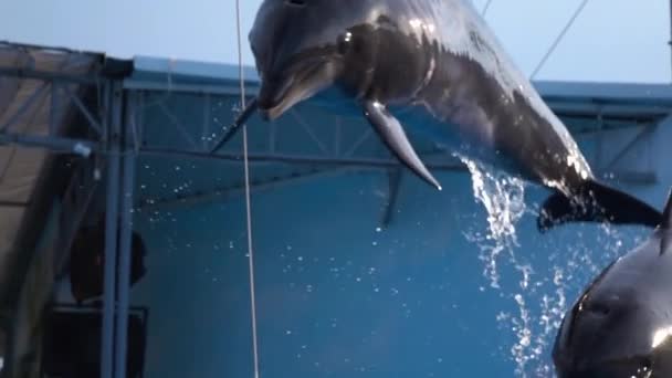 Два дельфіни в басейні підстрибують і занурюються у воду. Повільний рух — стокове відео