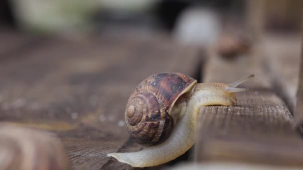 Snail crawling up a wooden board. Close up. side view — Stock Footage Snail crawling up a wooden board. Close up. side view Royalty Free Stock Footage