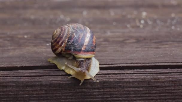 花园蜗牛在木制表面爬行.靠近点 — 图库视频影像