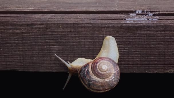 蜗牛爬下木板 留下一条黏糊糊的小路 — 图库视频影像