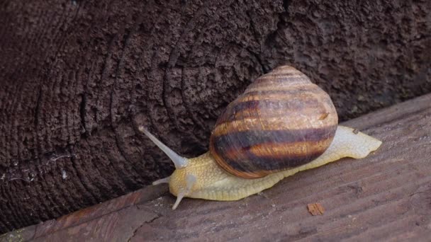 Un escargot sur une surface en bois — Video