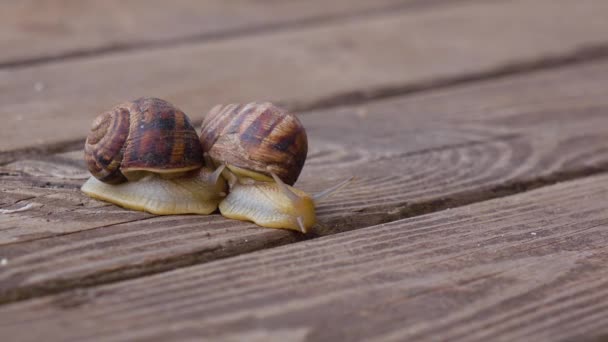 Pár kerti csigák életciklusa egy csiga párzási — Stock videók